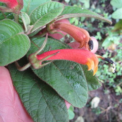 Centropogon asclepiadeus