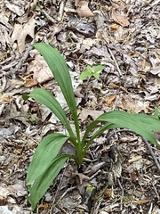 Veratrum hybridum
