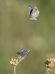 Euphilotes heracleoides