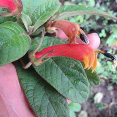 Centropogon asclepiadeus