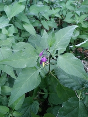 Solanum dulcamara