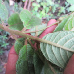 Centropogon asclepiadeus