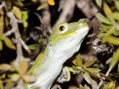Naultinus stellatus