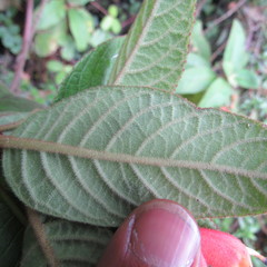 Centropogon asclepiadeus