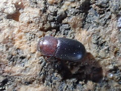 Opatrini