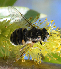 Helophilus bottnicus