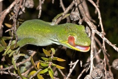 Naultinus stellatus