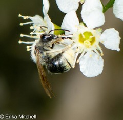 Andrena rufosignata