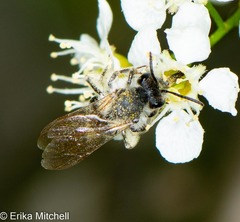 Andrena rufosignata