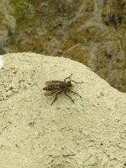 Lasiopogon
