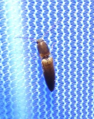 Dolerosomus silaceus