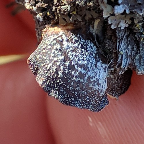 iNaturalist observation photo of Common Gilled Mushrooms and Allies