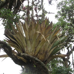 Tillandsia clavigera