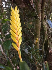 Vriesea flava