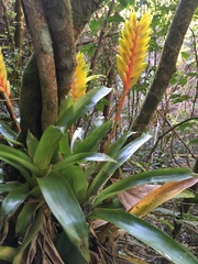 Vriesea flava