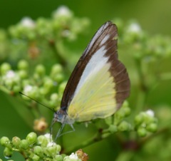 Appias lyncida vasava