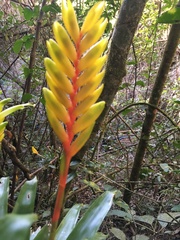 Vriesea flava