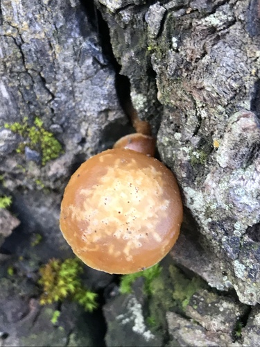 iNaturalist observation photo of Funeral Bell