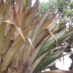 Tillandsia clavigera