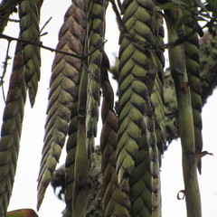 Tillandsia clavigera