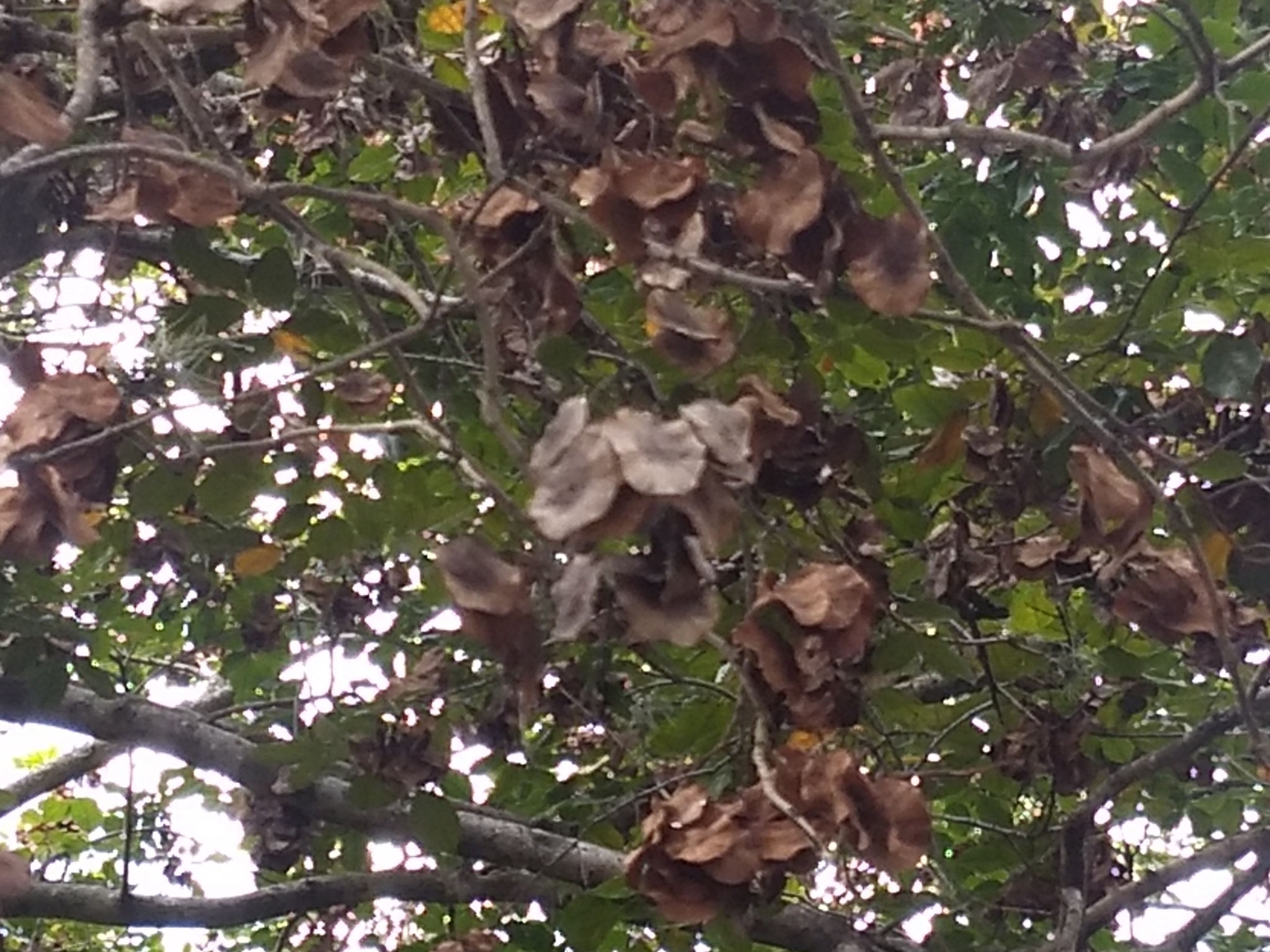 Pterocarpus violaceus