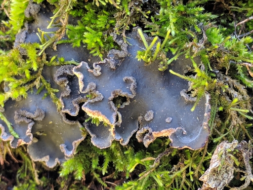 iNaturalist observation photo of tree pelt lichen