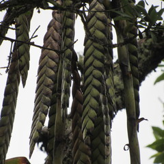 Tillandsia clavigera