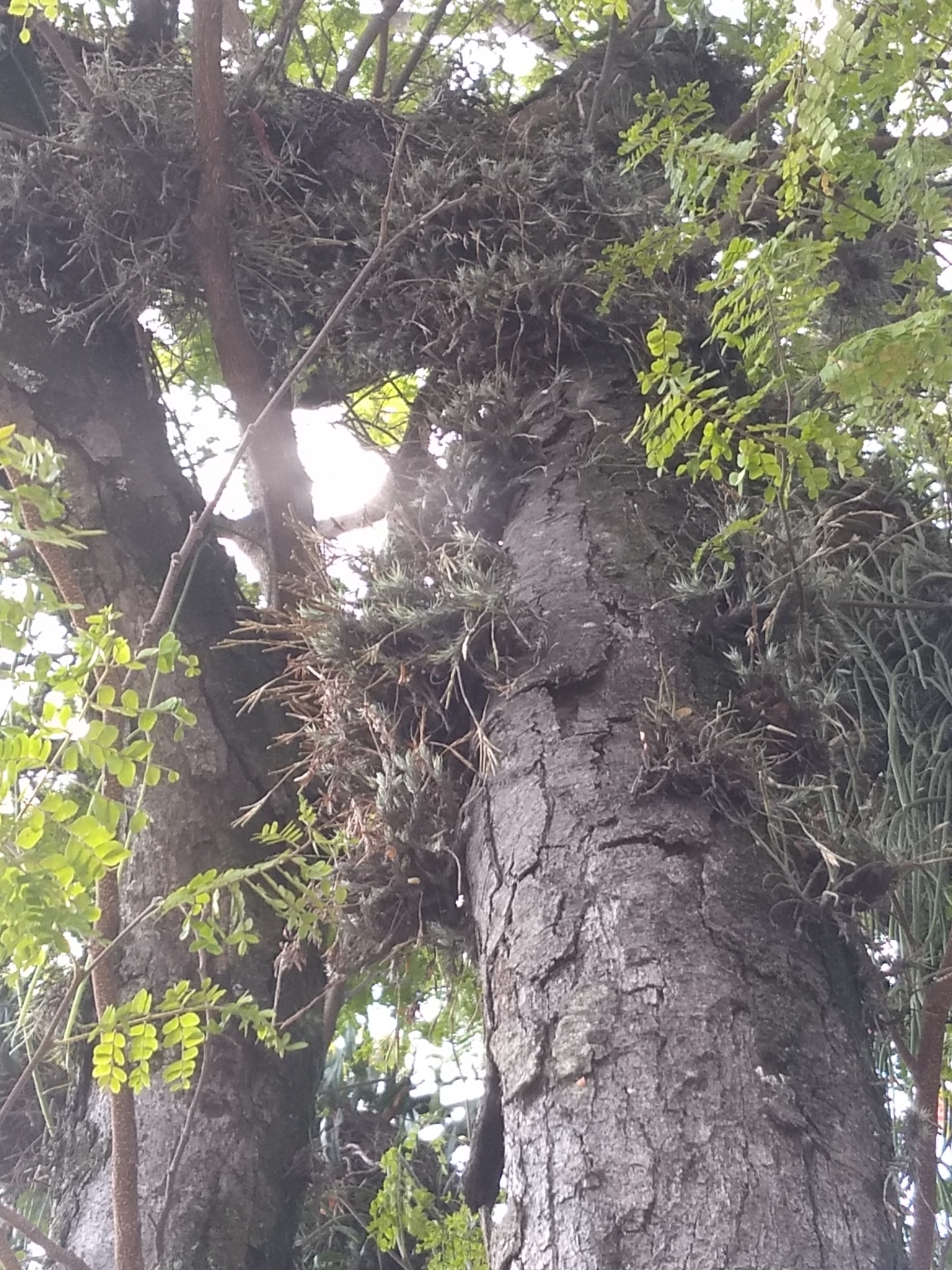 Tillandsia tricholepis