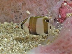 Parachaetodon ocellatus