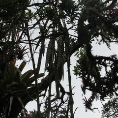 Tillandsia clavigera