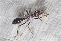 Myrmecia forficata