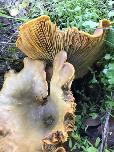 iNaturalist observation photo of western jack-o'-lantern