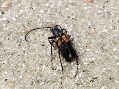 Typocerus lunulatus