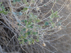 Brickellia desertorum