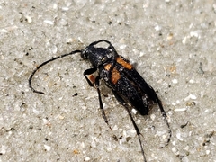 Typocerus lunulatus