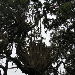 Tillandsia clavigera