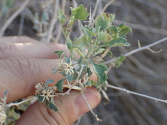 Brickellia desertorum