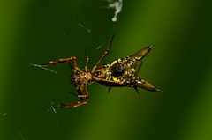Micrathena pichincha