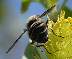 Helophilus bottnicus