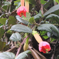 Passiflora crispolanata