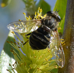 Helophilus bottnicus
