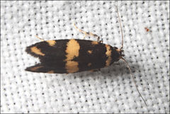 Catadoceta xanthostephana