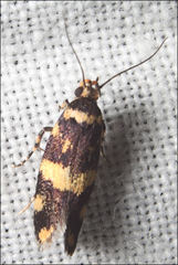 Catadoceta xanthostephana