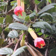 Passiflora crispolanata