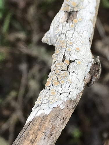 iNaturalist observation photo of Crabseye Lichens