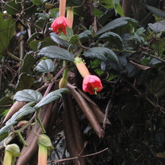 Passiflora crispolanata