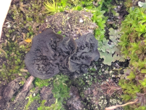 iNaturalist observation photo of Tree Jelly Lichens