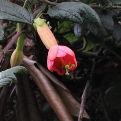 Passiflora crispolanata