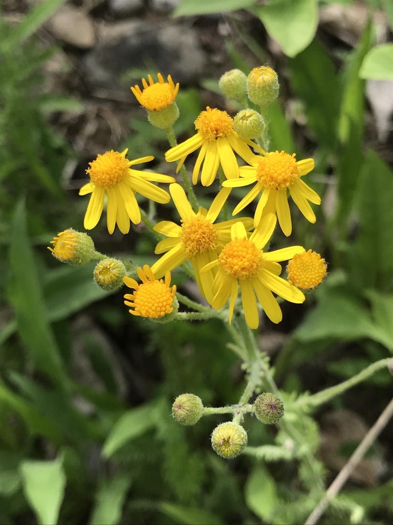 balsam ragwort