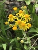 Balsam Ragwort - Photo (c) Seabrooke Leckie, some rights reserved (CC BY-NC), uploaded by Seabrooke Leckie